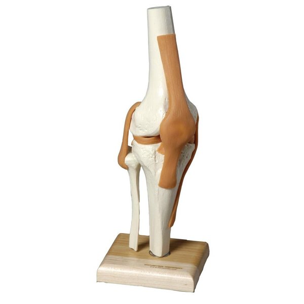 Denoyer-Geppert Anatomical Model, Ultraflex Ligamented Functional Knee Replica SJ66K